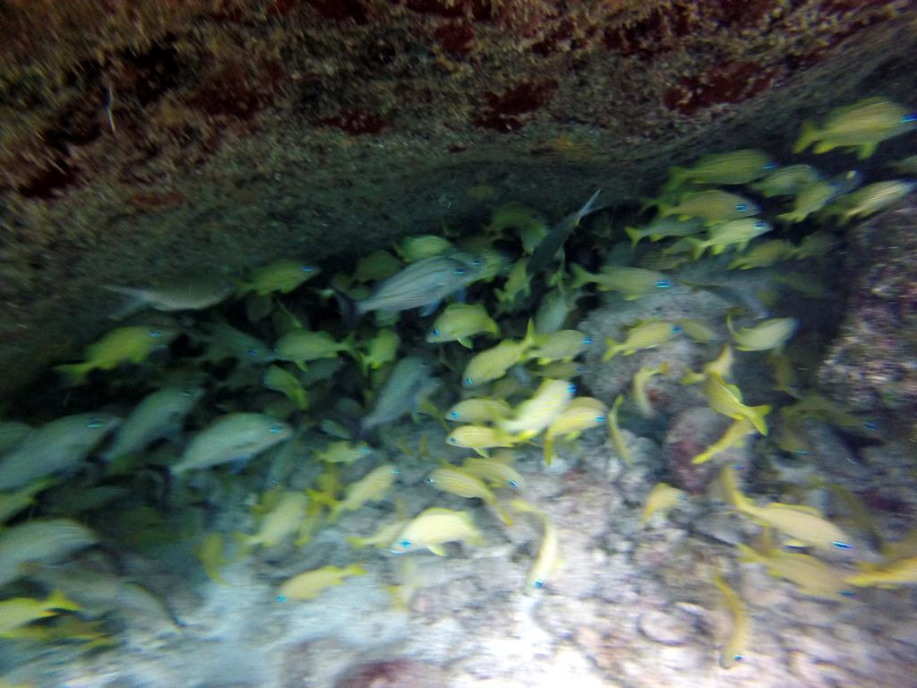 Mima'S Village Cozumel Bagian luar foto