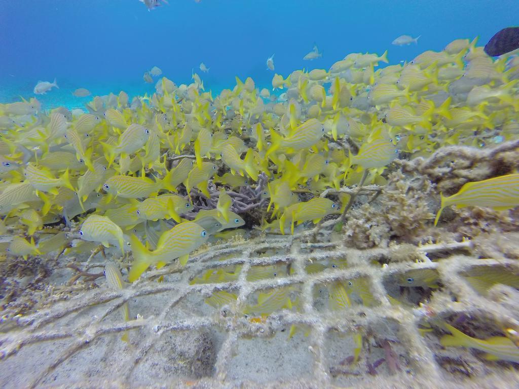 Mima'S Village Cozumel Bagian luar foto